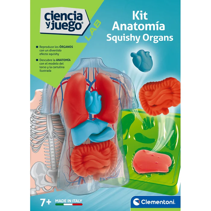 Kit de anatomia de órgãos - Image 3